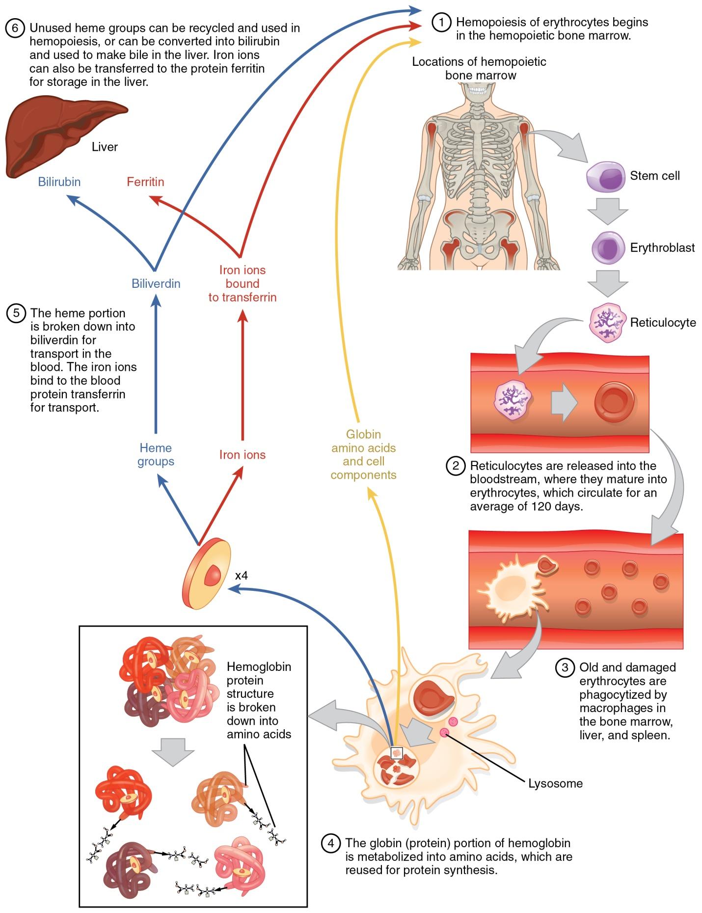 Erythrocyte Definition and Examples - Biology Online Dictionary