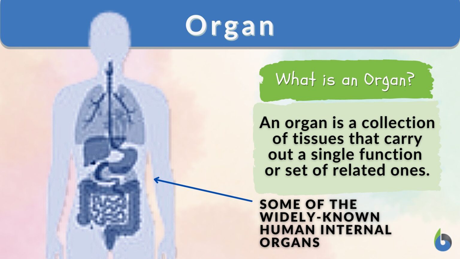 organ-definition-and-examples-biology-online-dictionary