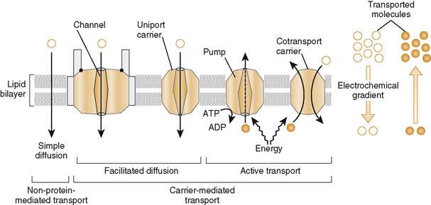 Absorption - Definition and Examples - Biology Online Dictionary