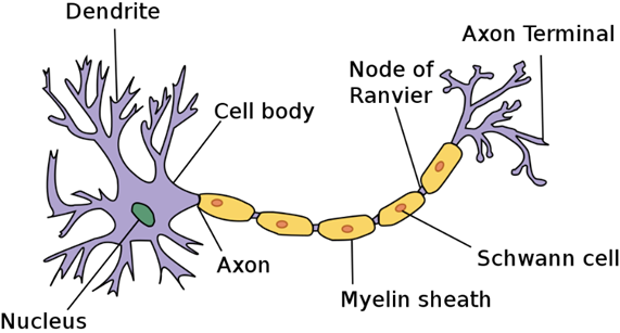 Axon hillock Definition and Examples - Biology Online Dictionary