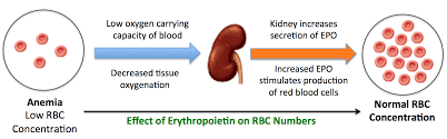 Erythrocyte Definition and Examples - Biology Online Dictionary