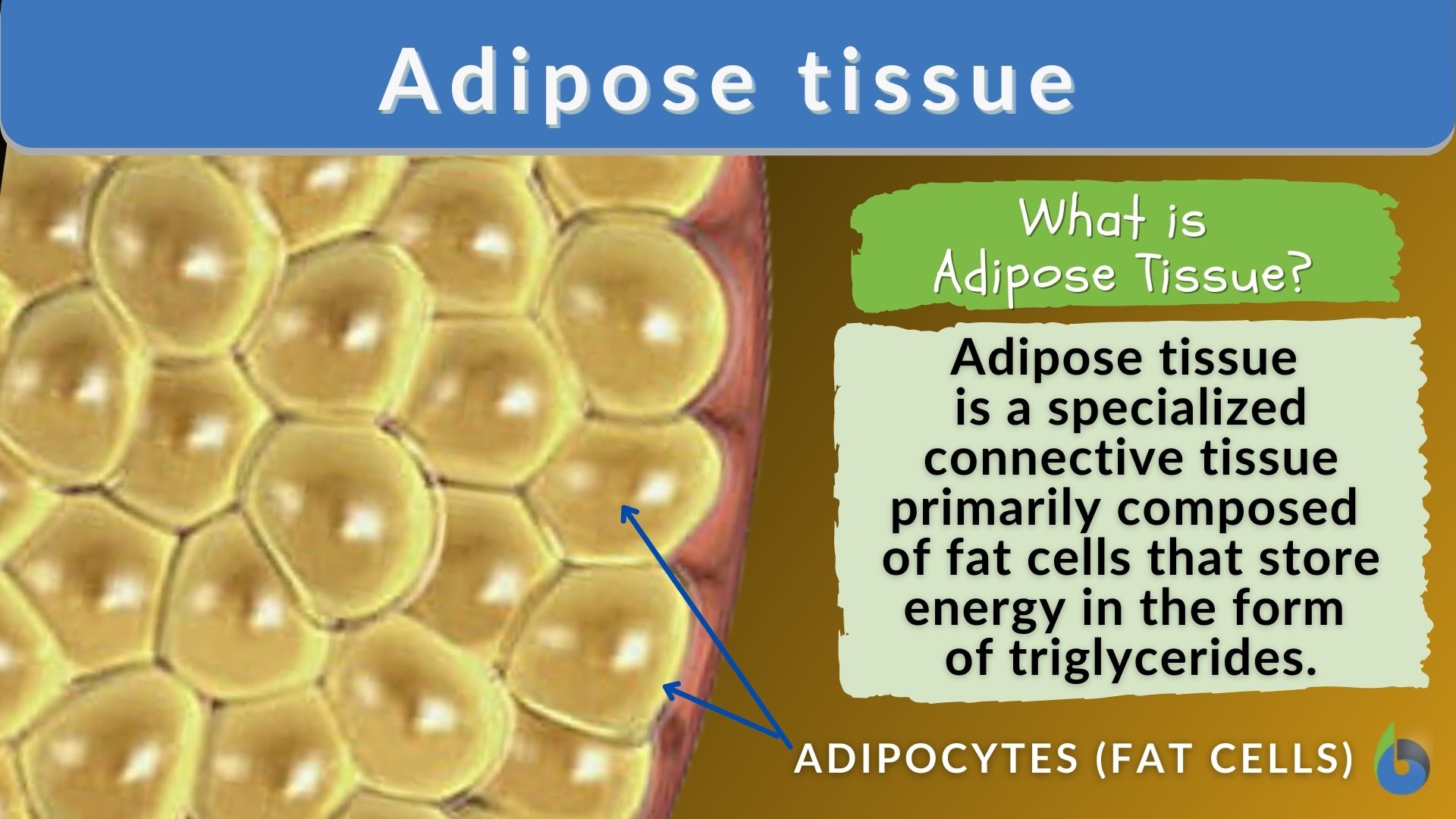 adipose tissue slide diagram
