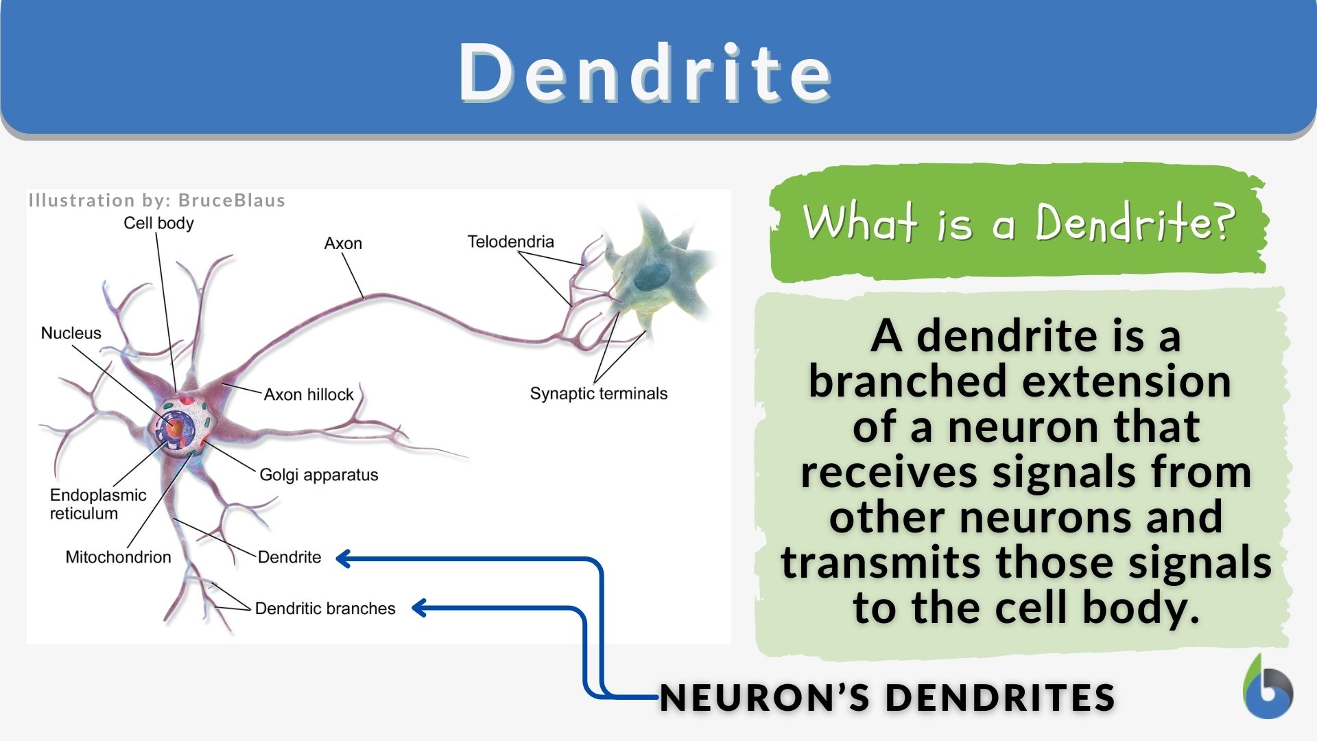 dendrite definition for third graders