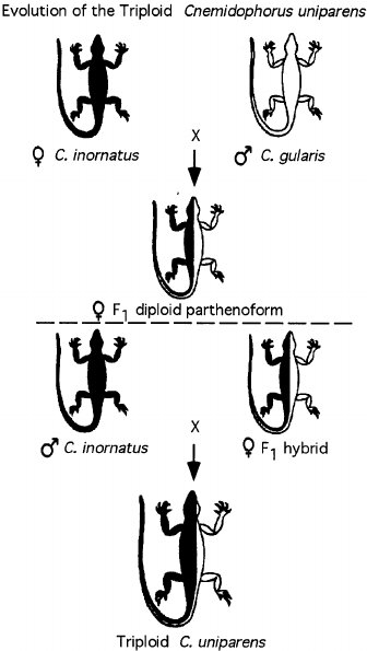 Reproduction - Definition And Examples - Biology Online Dictionary