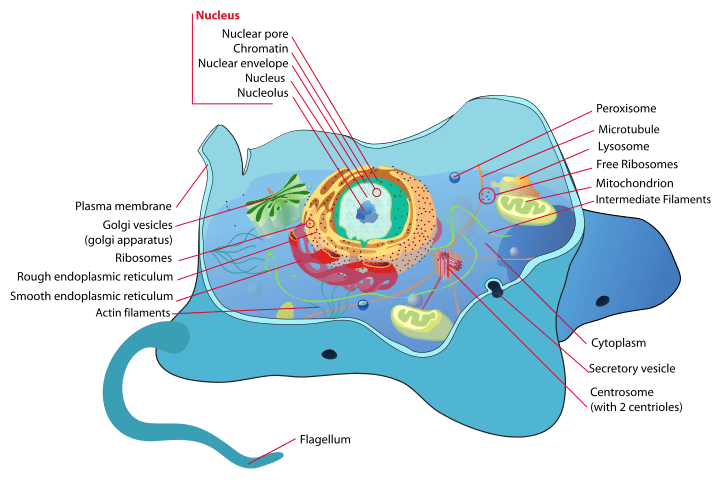 animal cell for kids not labeled