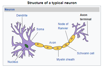 axon dendrite labeled