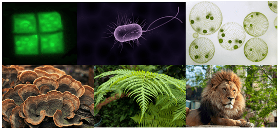 different forms of living things