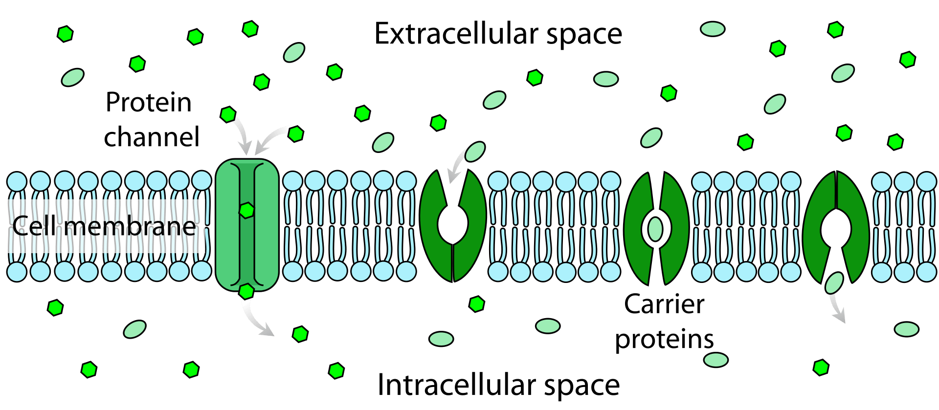 Facilitated Diffusion Is A Type Of