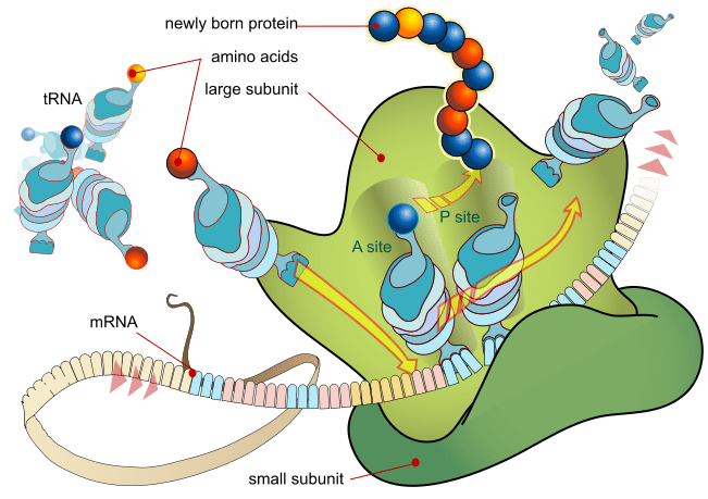 Translation Definition And Examples Biology Online Dictionary