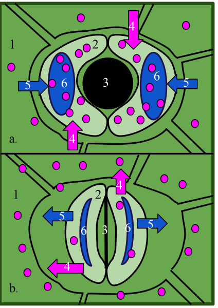 guard cells and turgor